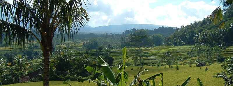 �C�b�T�[���̓c�����i