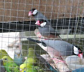 �����ƃI�J���C���R