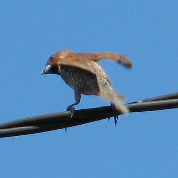 �����̐e�ʁH