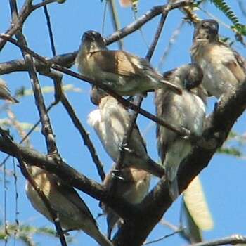 �����̐e�ʁH