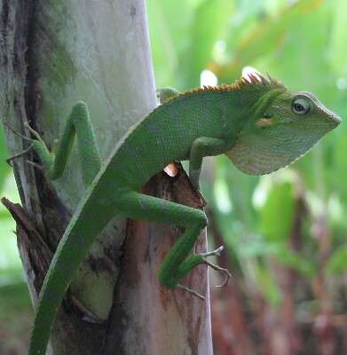 ��ŕ߂܂����J�����I���i���̂��Ɠ��S�j