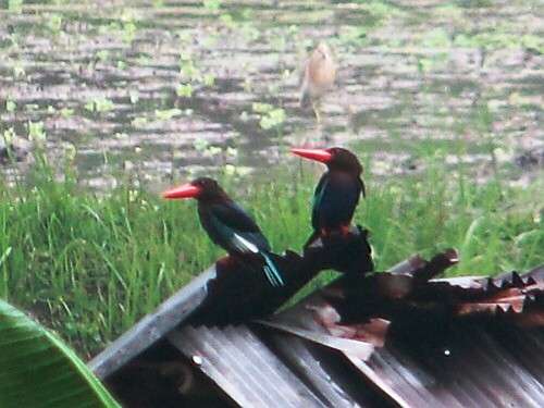 ���c�̃W�����V���E�r���ƎႢ����