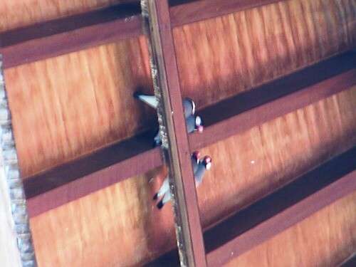 �������̖�ǂ̕���