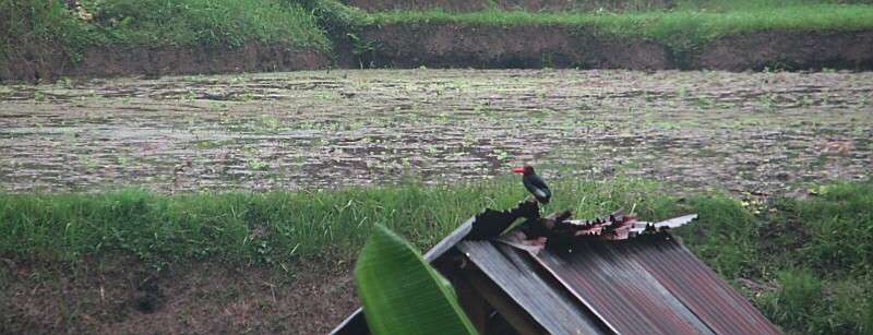 ���c�̃W�����V���E�r��