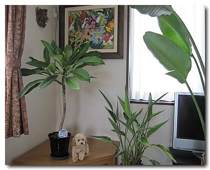 �o���G��@���e�ʐ^