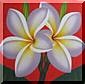 Gallery Plumeria Flower
